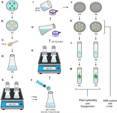 Autotetraploid Coffea canephora and Auto-Alloctaploid Coffea arabica From In Vitro Chromosome Set Doubling: New Germplasms for Coffea